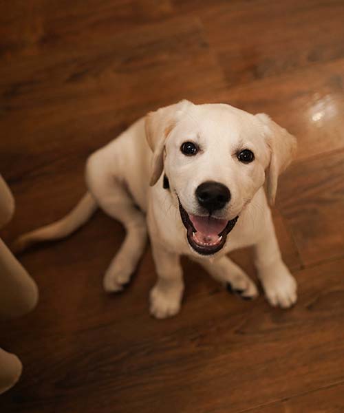 Собака в ресторане «Русское Подворье»